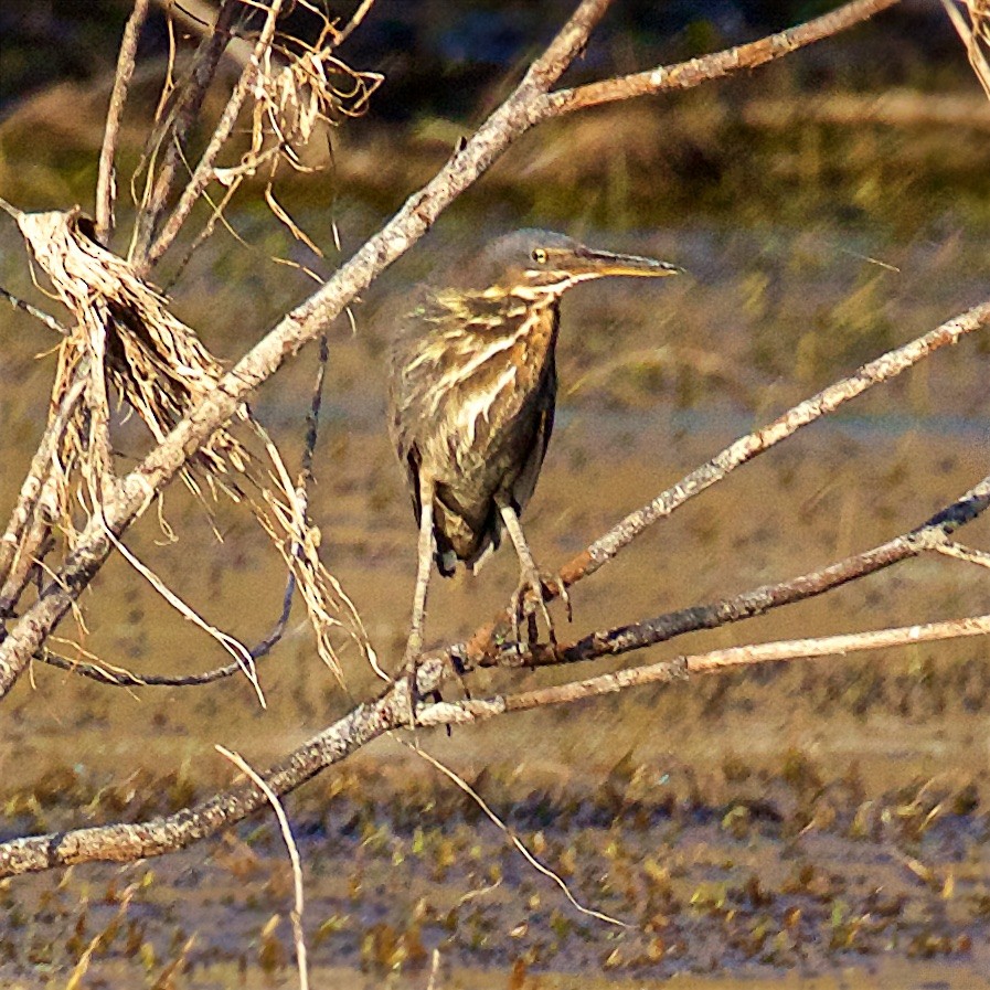 Kara Balaban - ML650794090