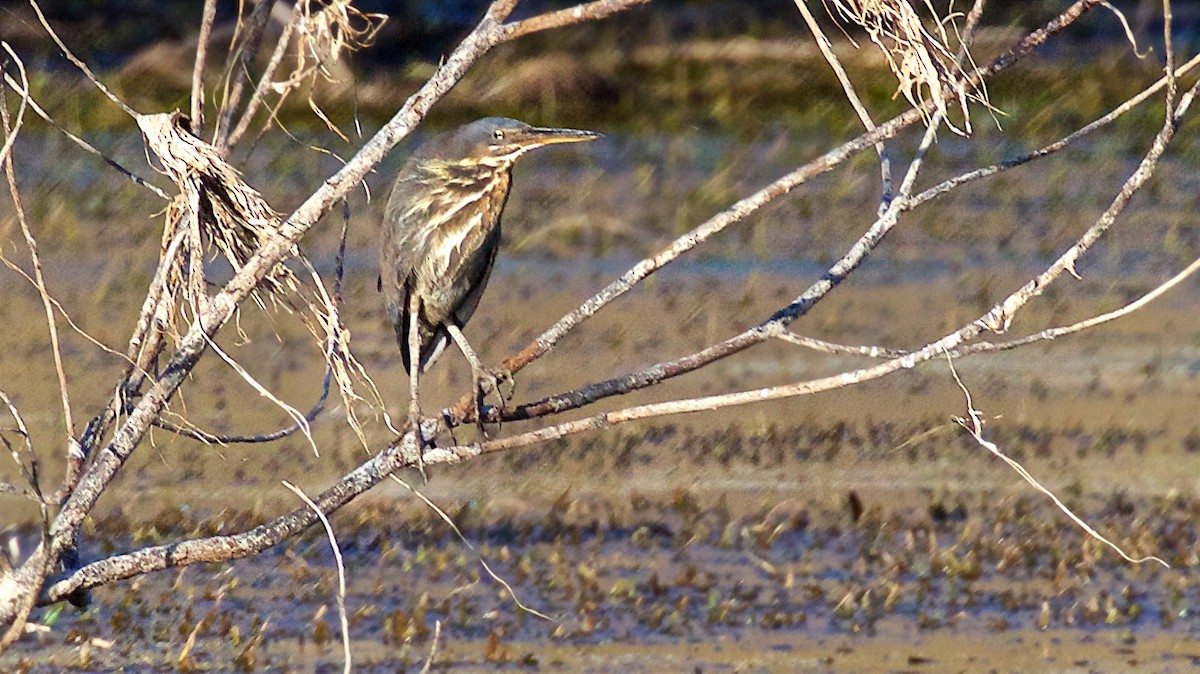 Kara Balaban - ML650794091