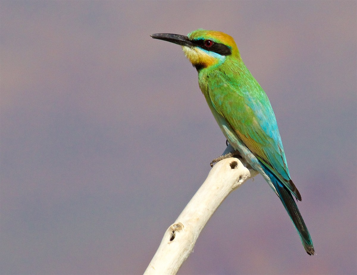 Gökkuşağı Arıkuşu - ML650794155