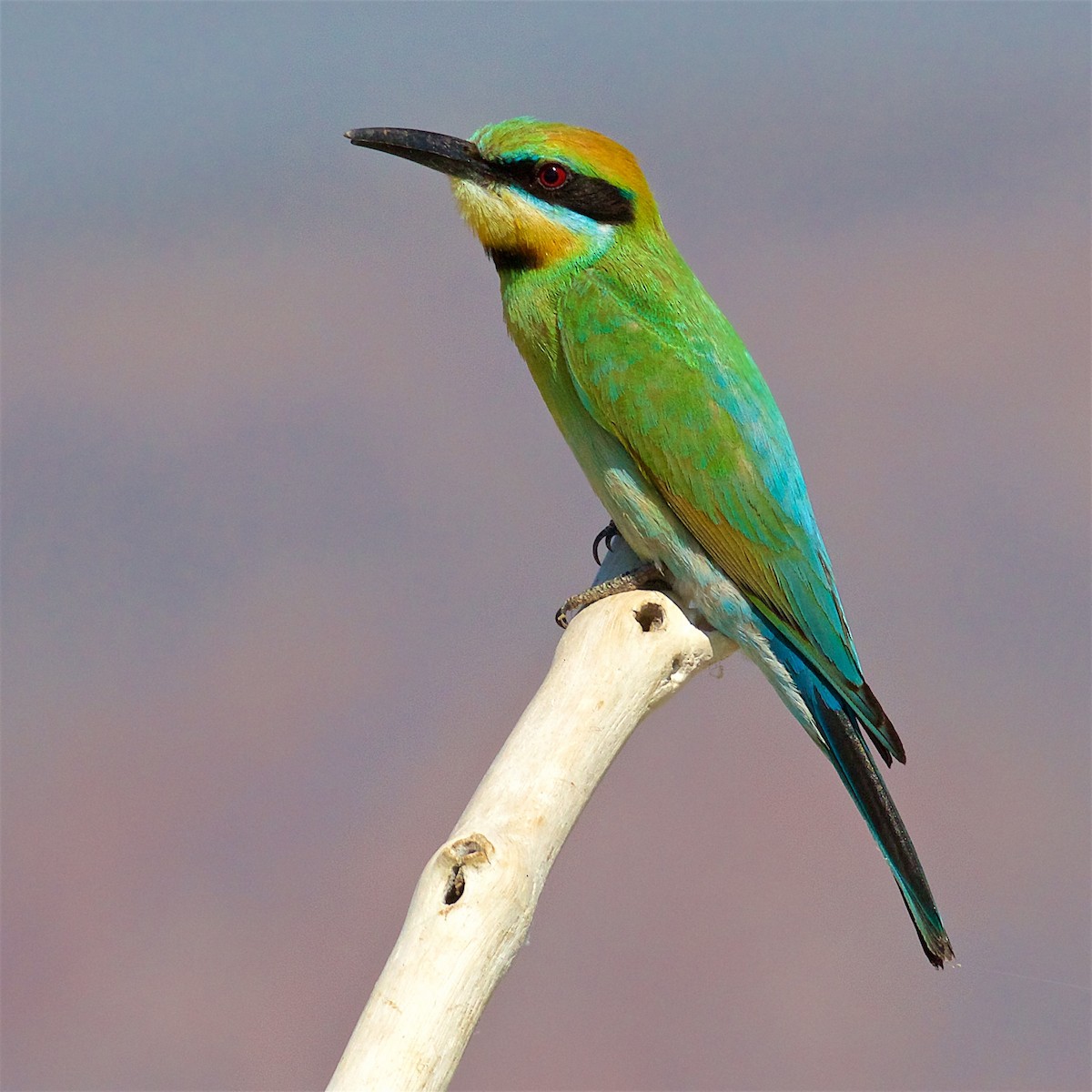 Gökkuşağı Arıkuşu - ML650794156