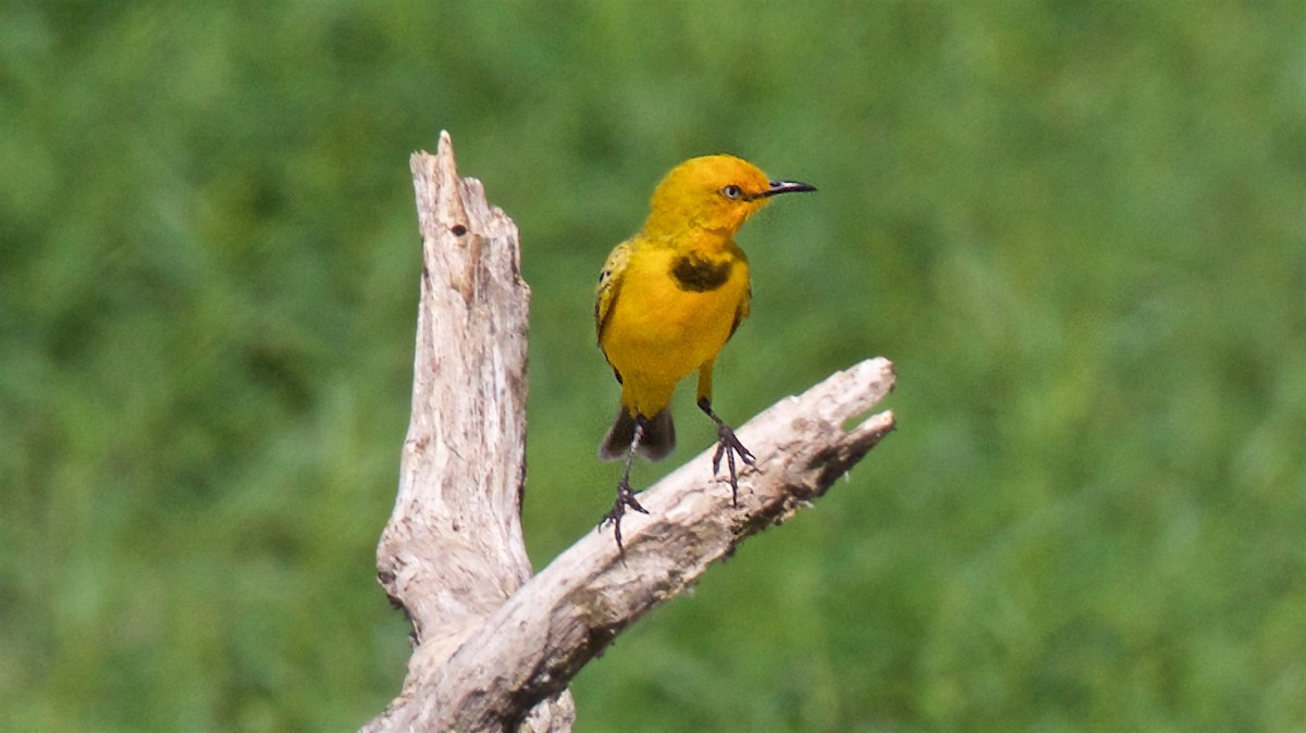 Sarı Çayır Balkuşu - ML650794189