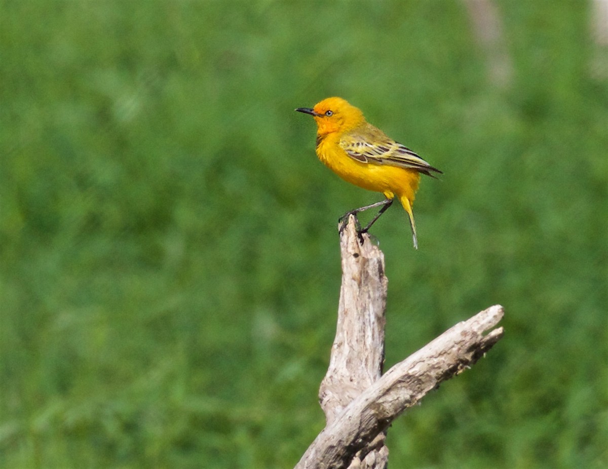 Sarı Çayır Balkuşu - ML650794190