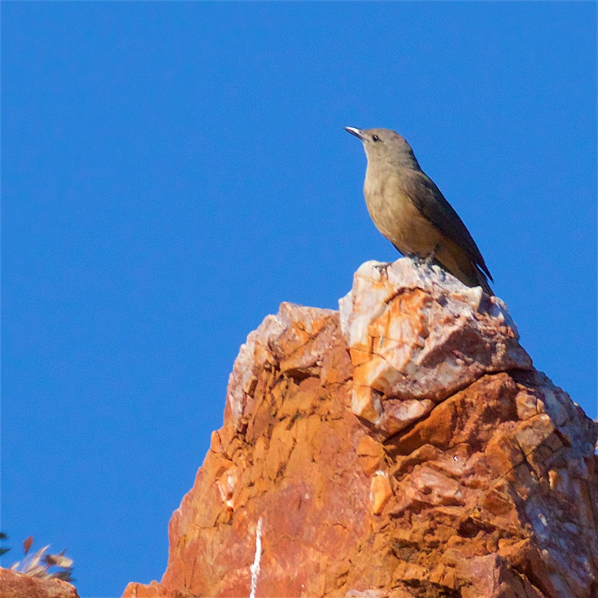 Kayalık Islıkçıardıcı - ML650794285