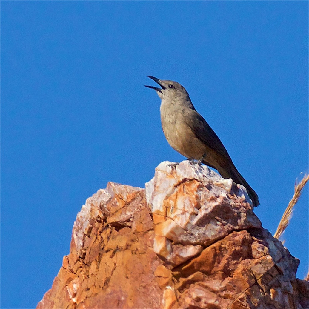 Kayalık Islıkçıardıcı - ML650794286