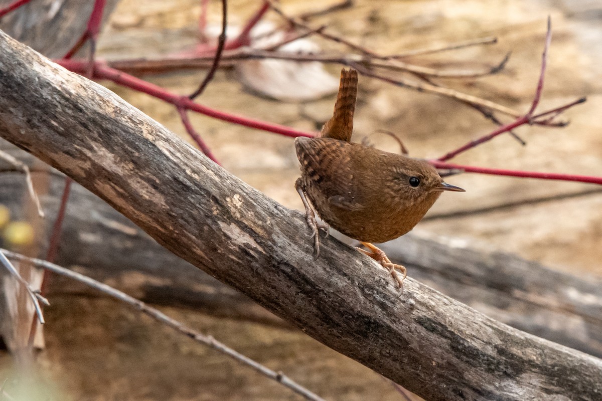 Pasifik Çıtkuşu - ML650794313