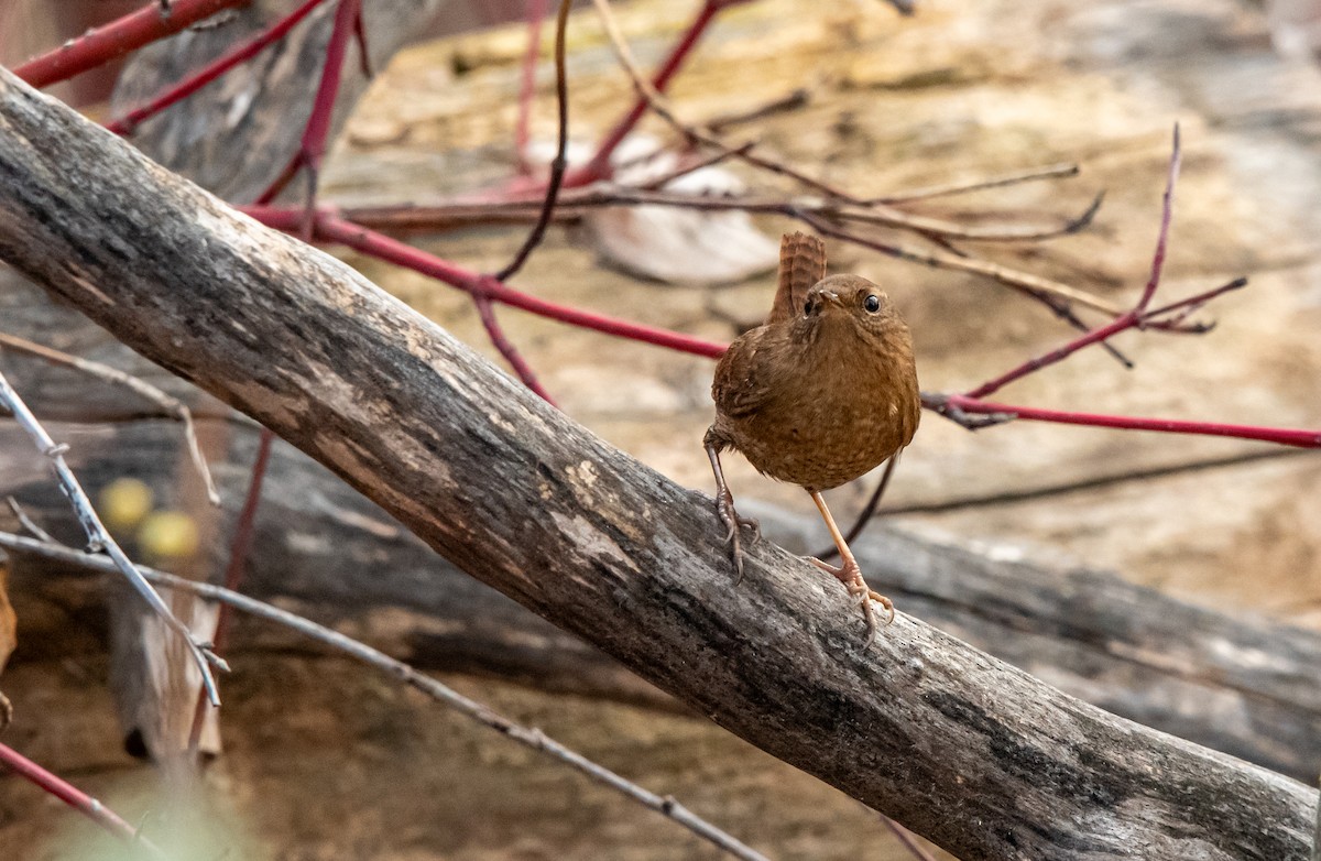 Pasifik Çıtkuşu - ML650794314
