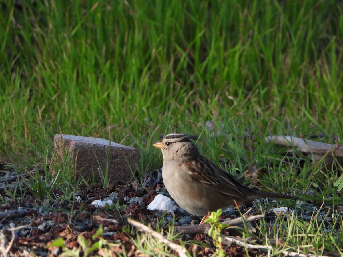 White-crowned Sparrow - ML650794399