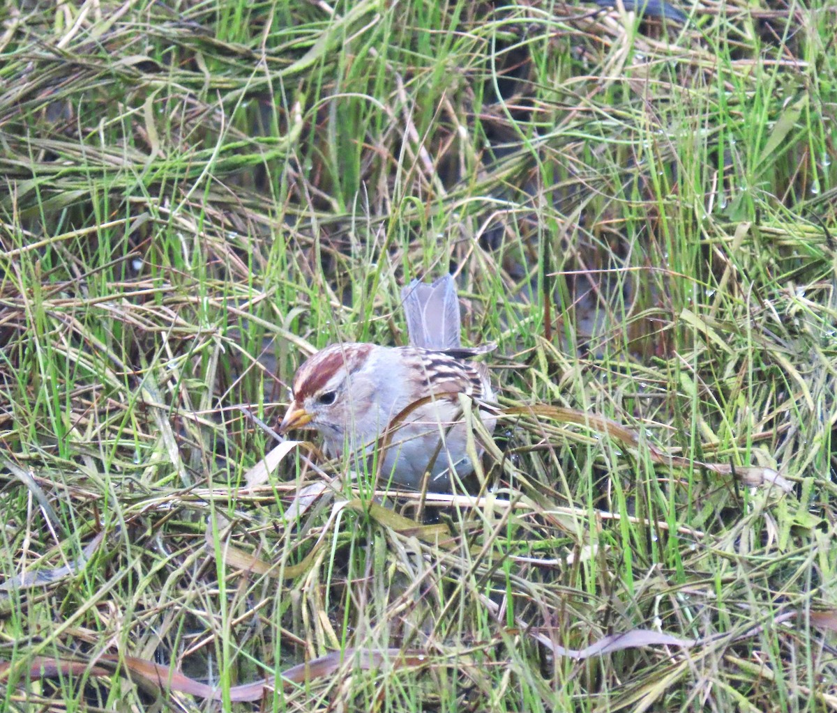 White-crowned Sparrow - ML650794453