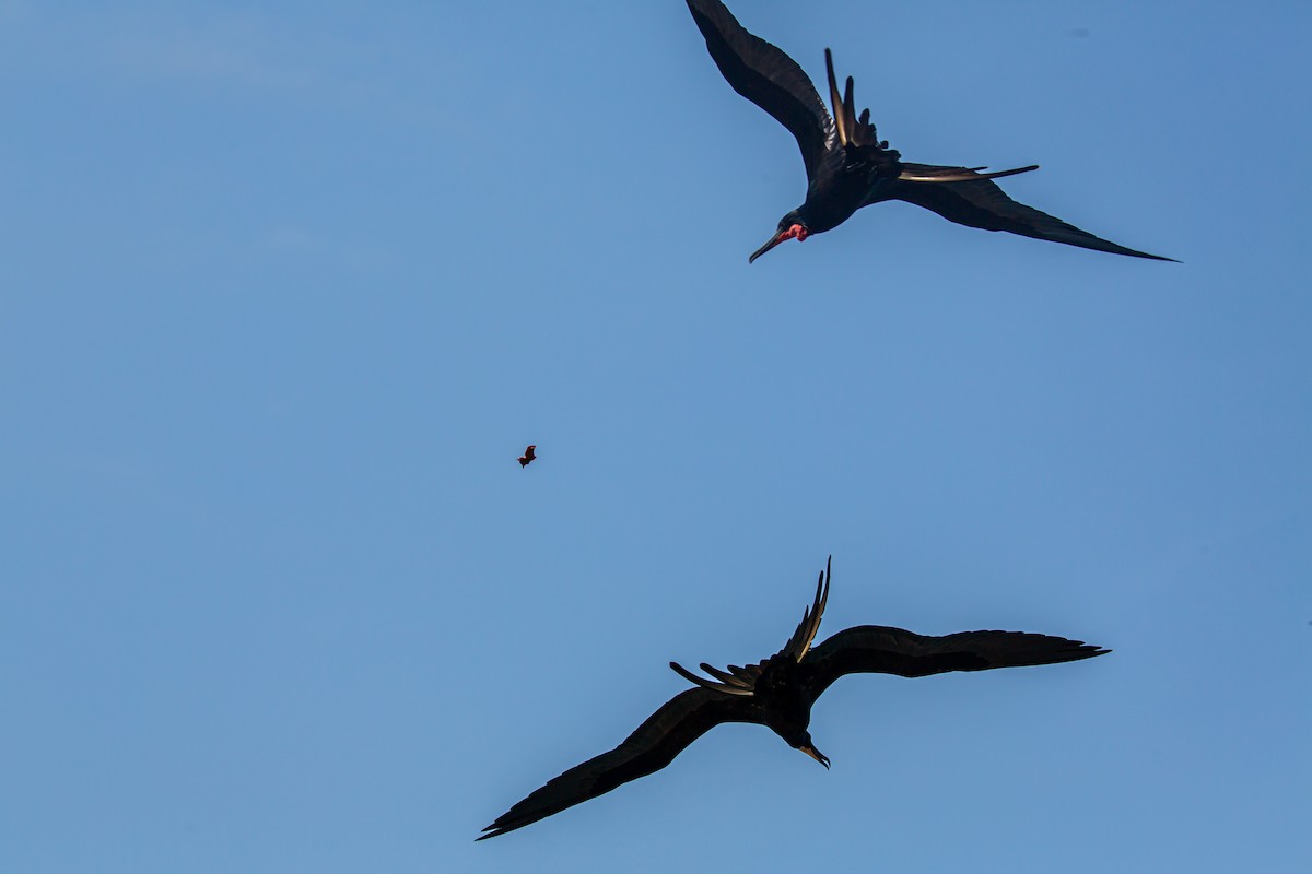 Magnificent Frigatebird - ML650794679