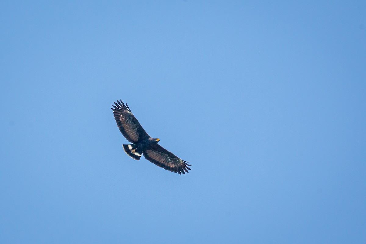 Common Black Hawk - ML650794692