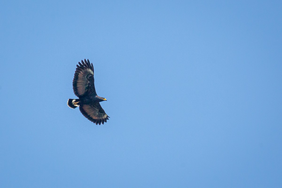 Common Black Hawk - ML650794693