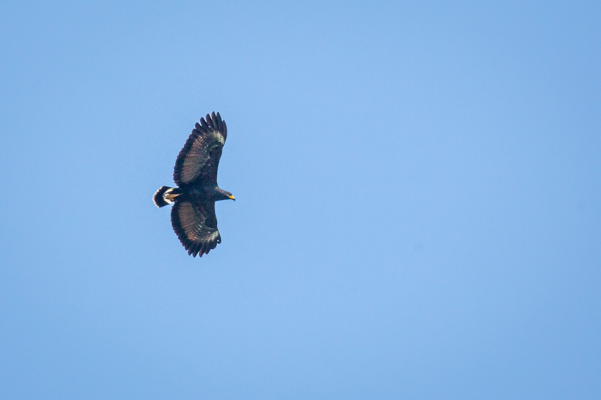 Common Black Hawk - ML650794694