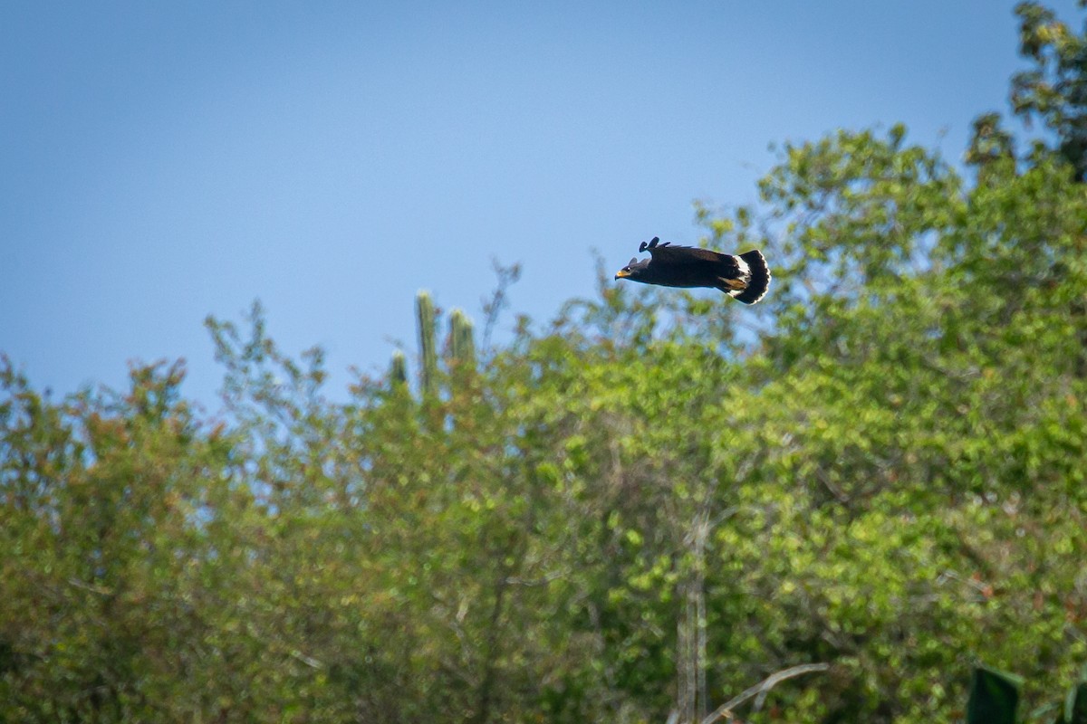 Common Black Hawk - ML650794695