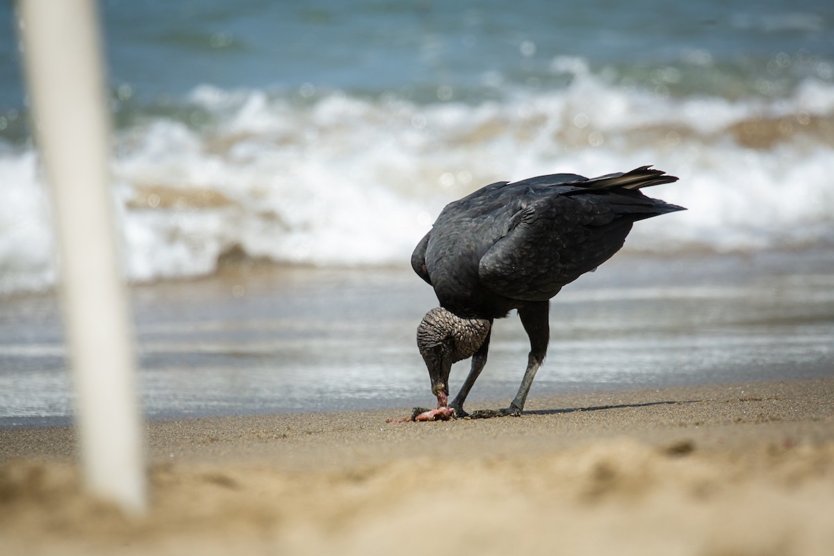 Black Vulture - ML650794699