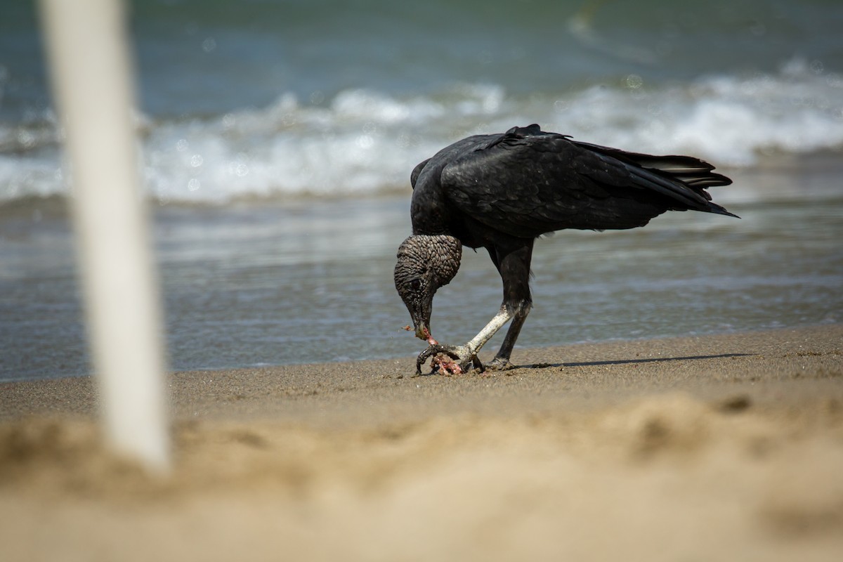 Black Vulture - ML650794700