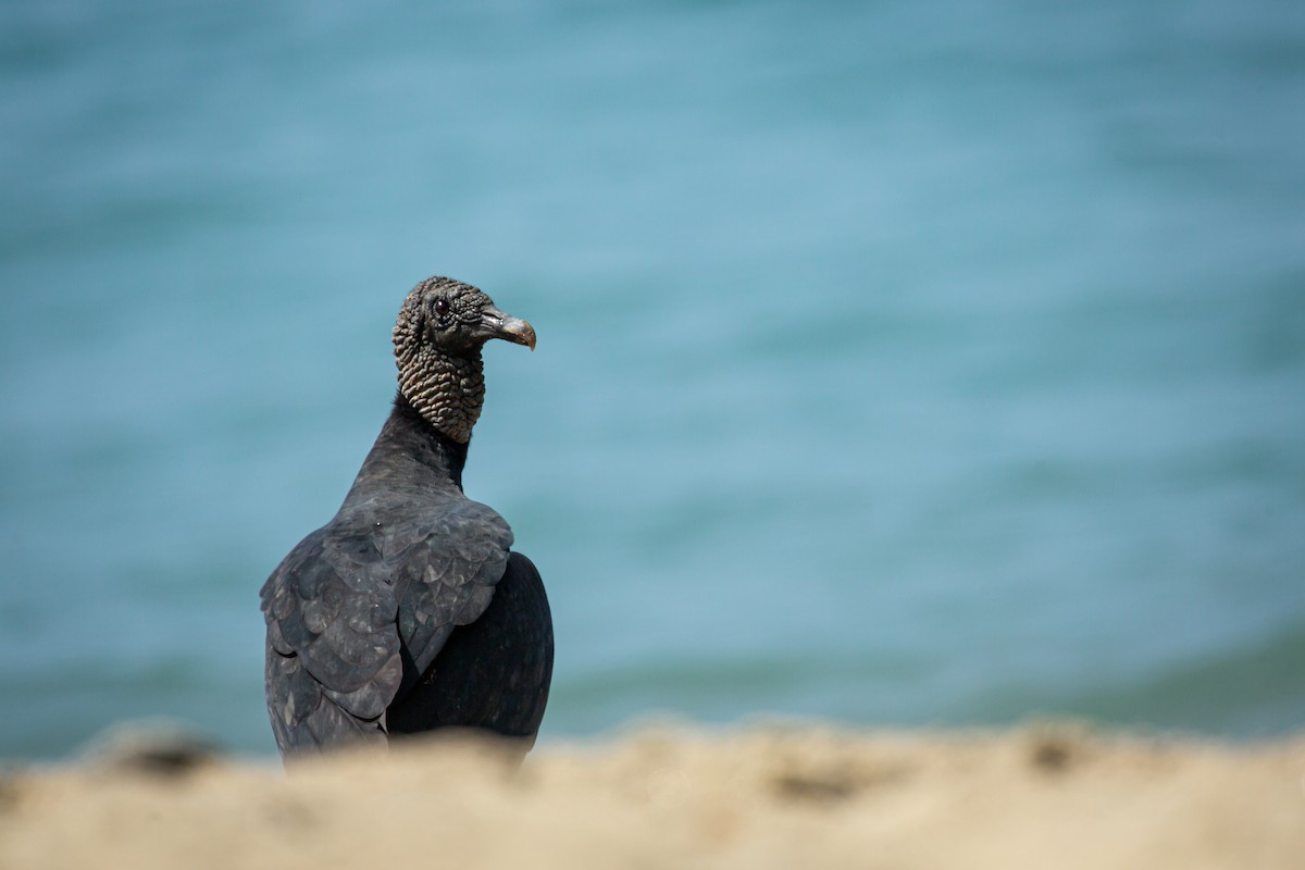 Black Vulture - ML650794701