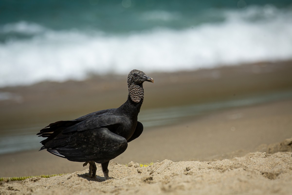 Black Vulture - ML650794702