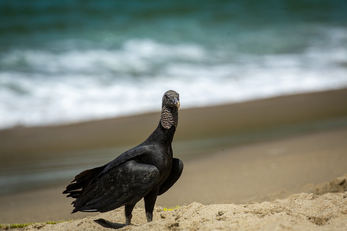 Black Vulture - ML650794703