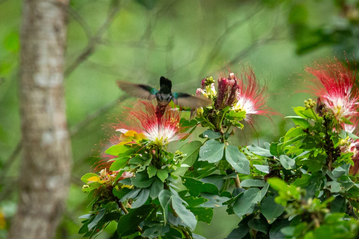 Blue-tailed Emerald - ML650794714