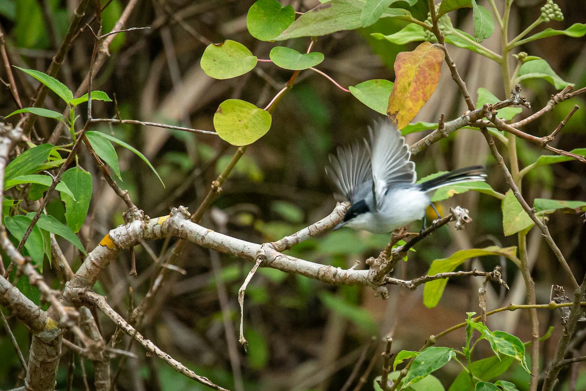 Tropical Gnatcatcher - ML650794717