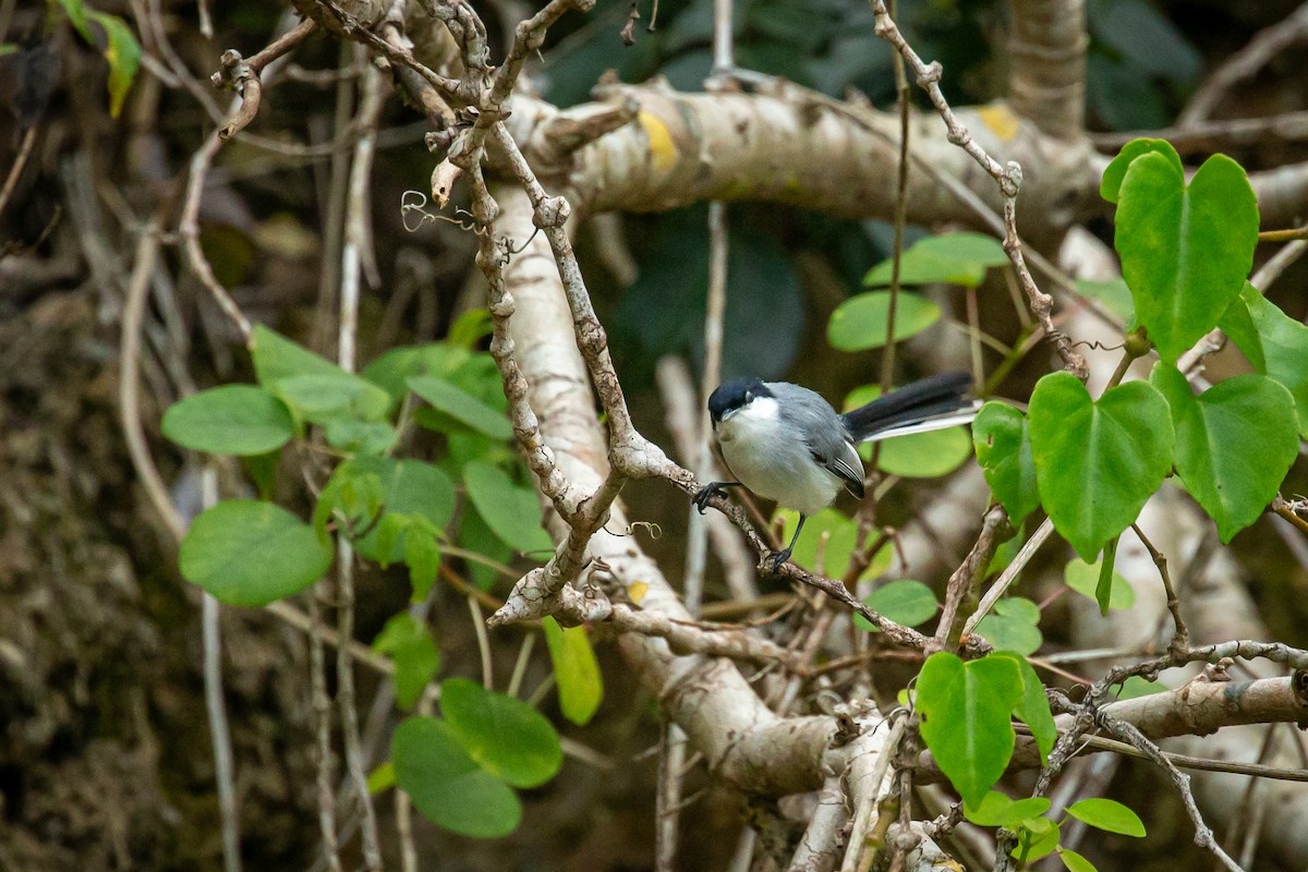 Tropical Gnatcatcher - ML650794718