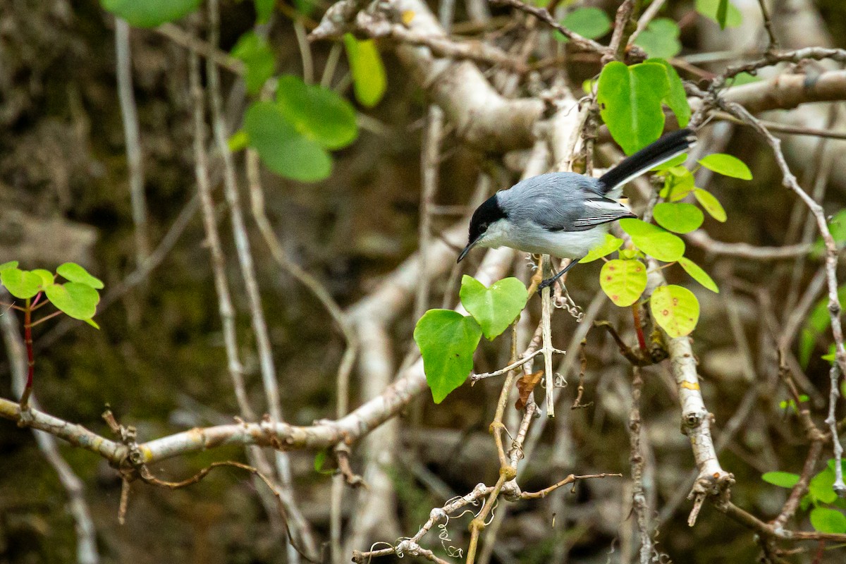 Tropical Gnatcatcher - ML650794720