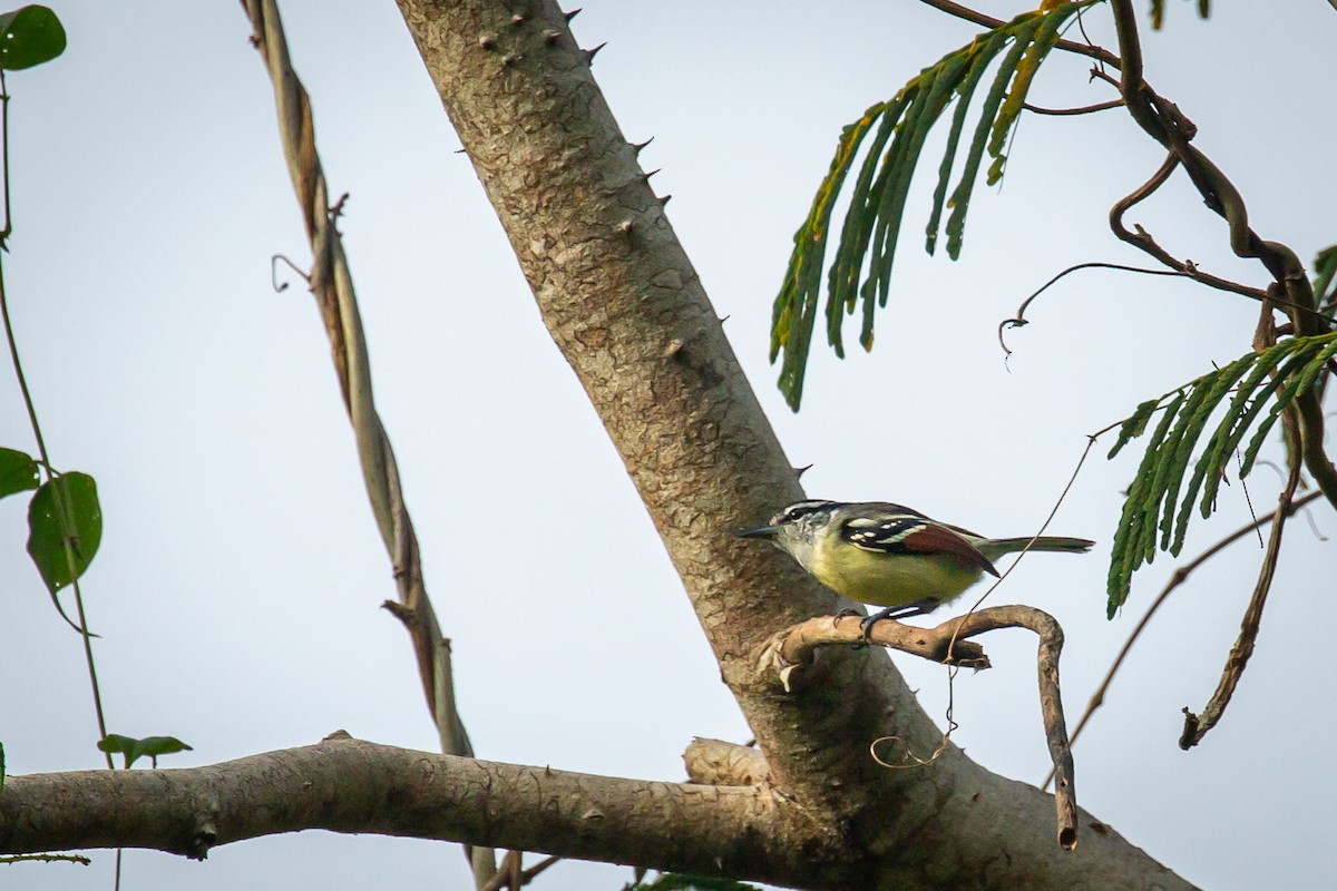 Rusty-winged Antwren - ML650794732