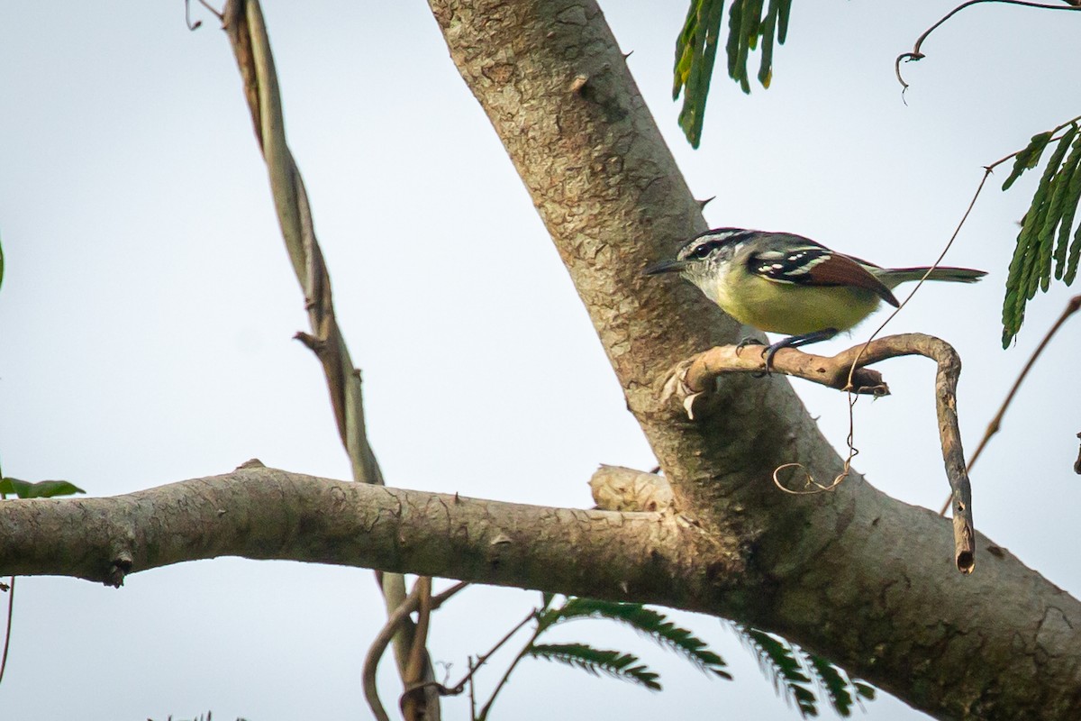 Rusty-winged Antwren - ML650794733
