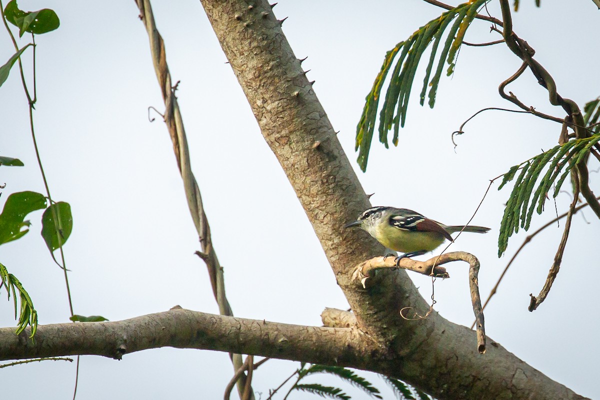 Rusty-winged Antwren - ML650794734