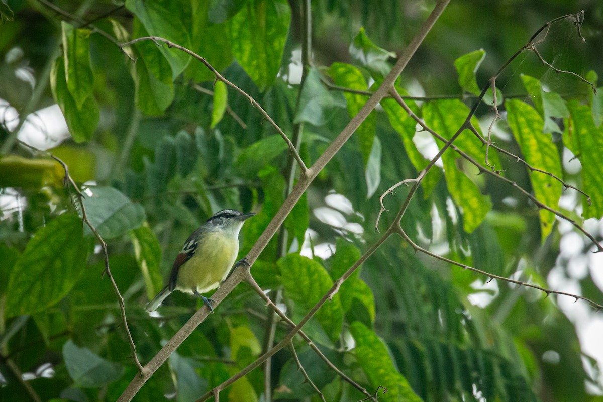 Rusty-winged Antwren - ML650794735
