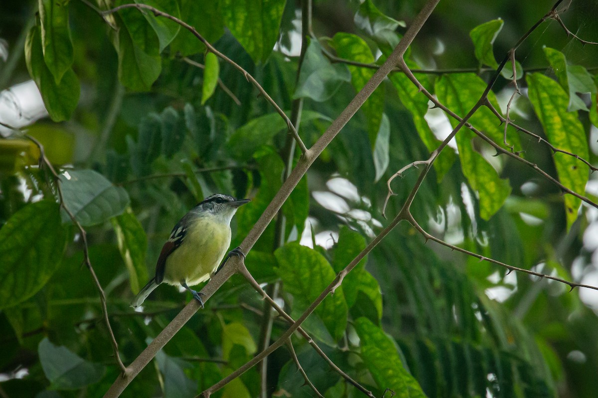 Rusty-winged Antwren - ML650794736