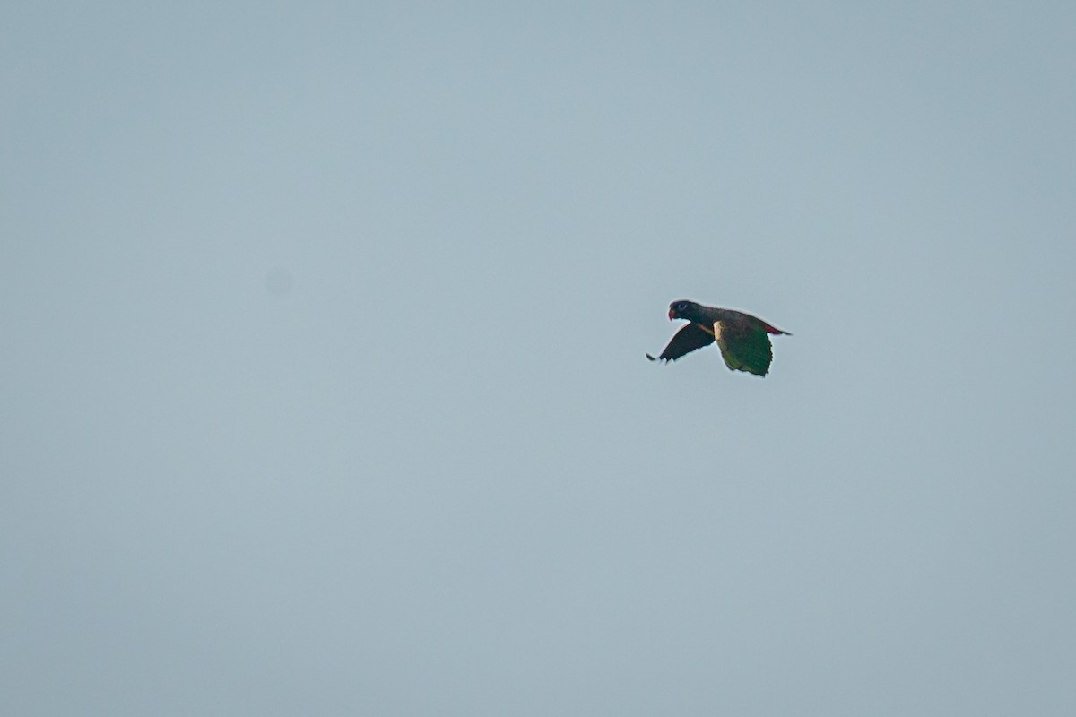Red-billed Parrot - ML650794741