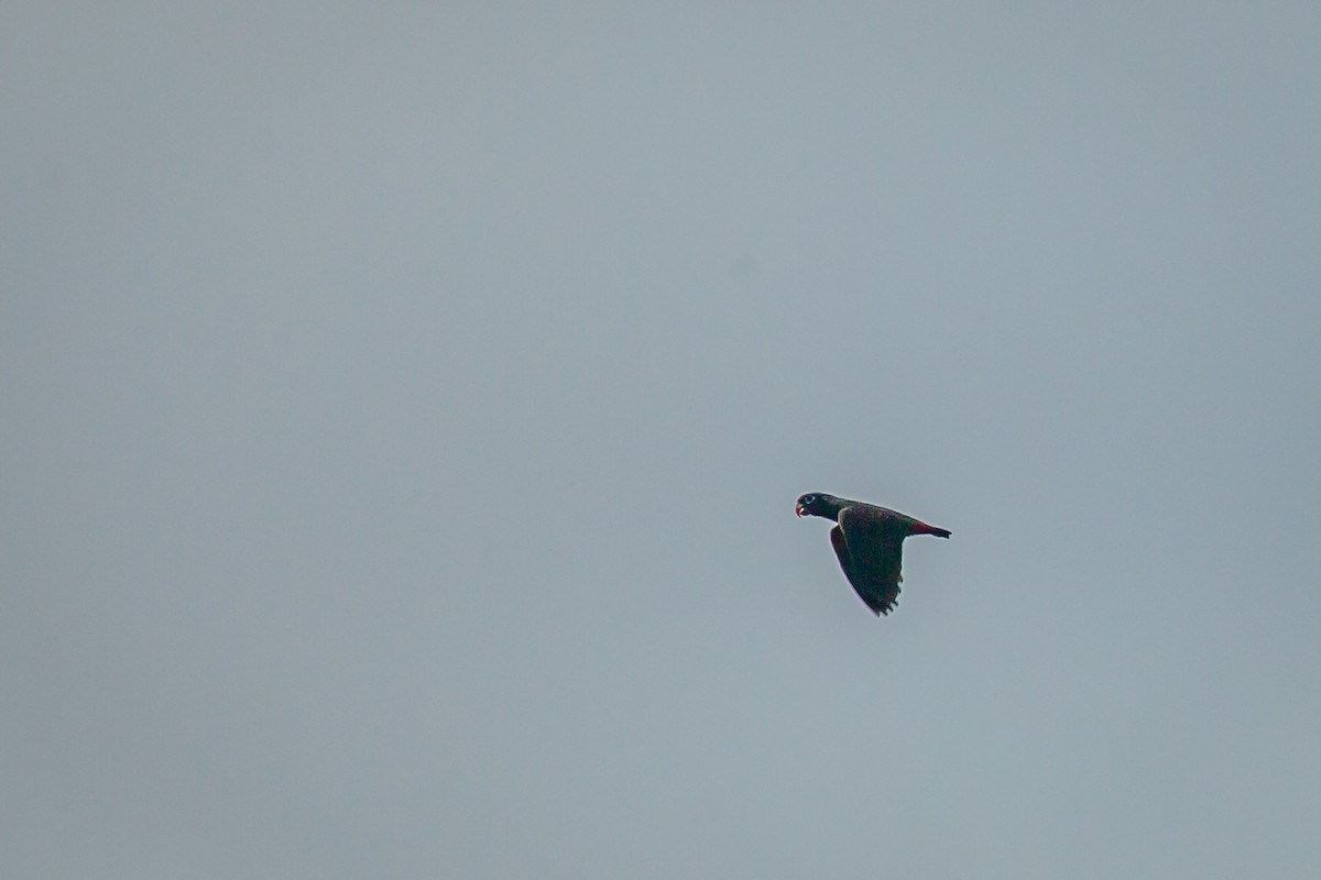 Red-billed Parrot - ML650794742