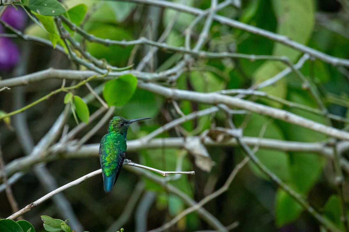 Blue-tailed Emerald - ML650794750