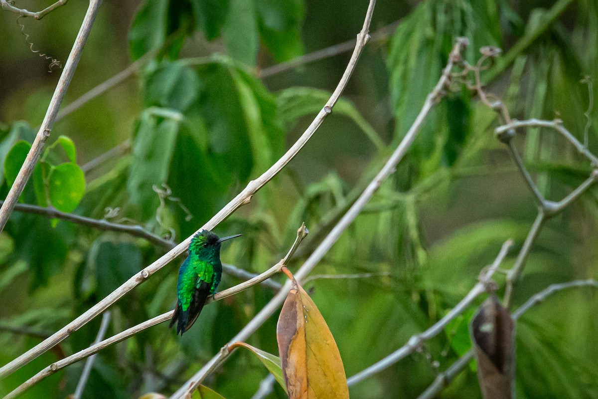 Blue-tailed Emerald - ML650794751