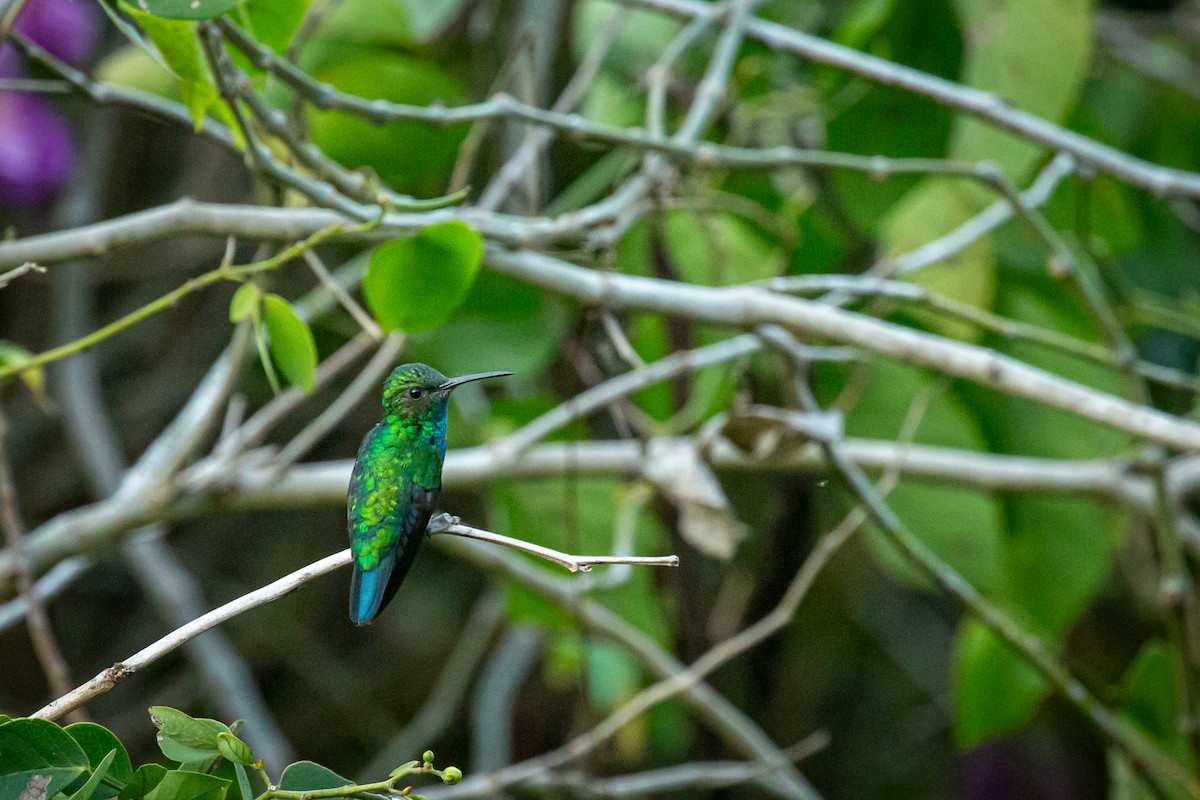 Blue-tailed Emerald - ML650794752