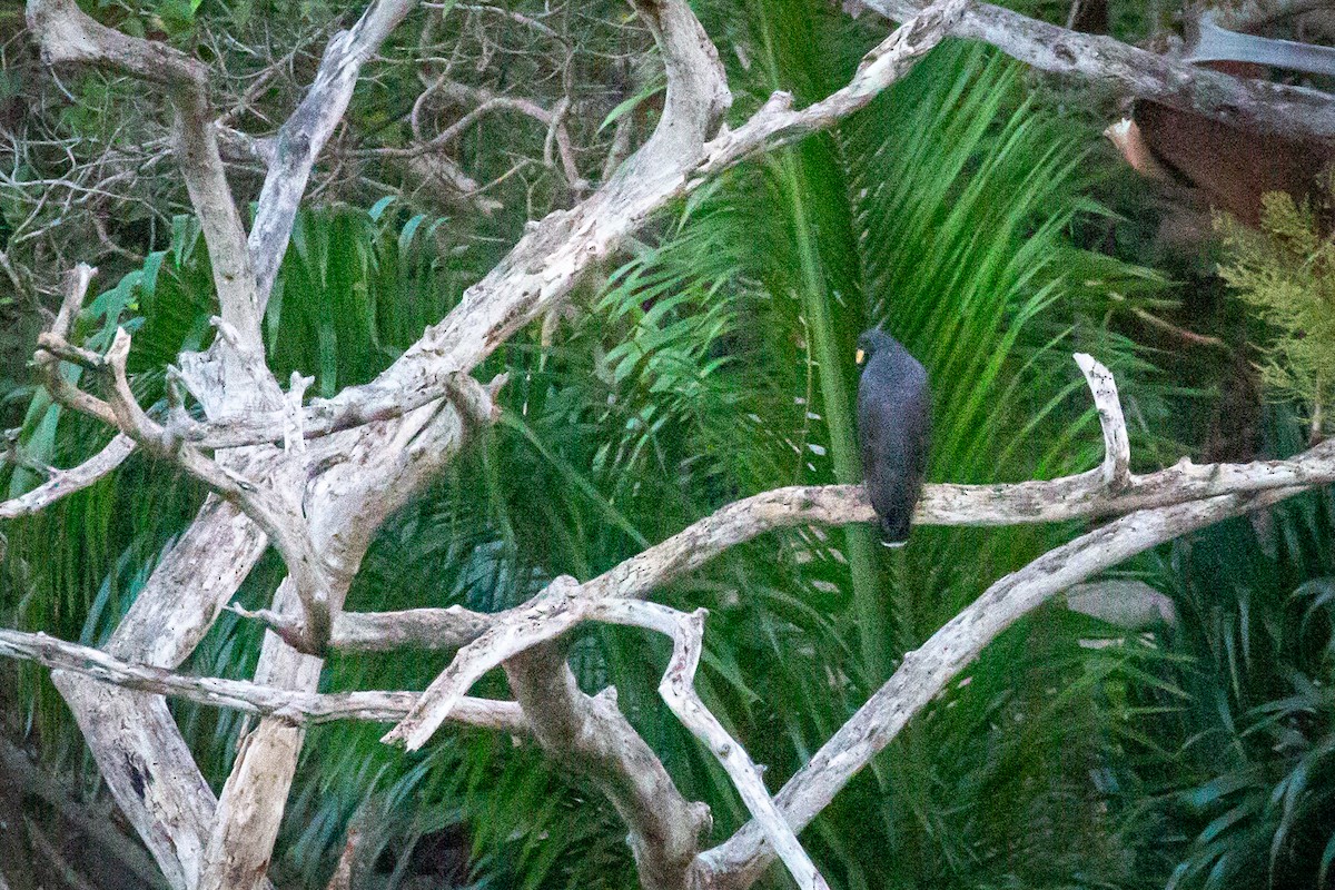 Great Black Hawk - ML650794755