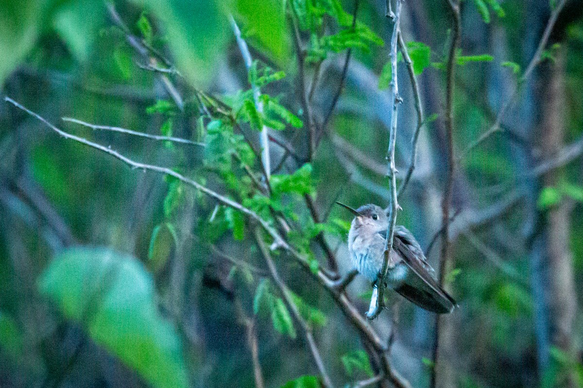 Buffy Hummingbird - ML650794763