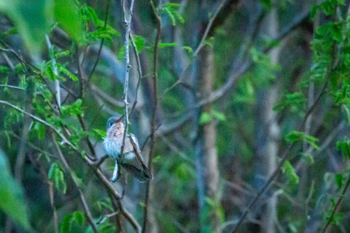 Buffy Hummingbird - ML650794764