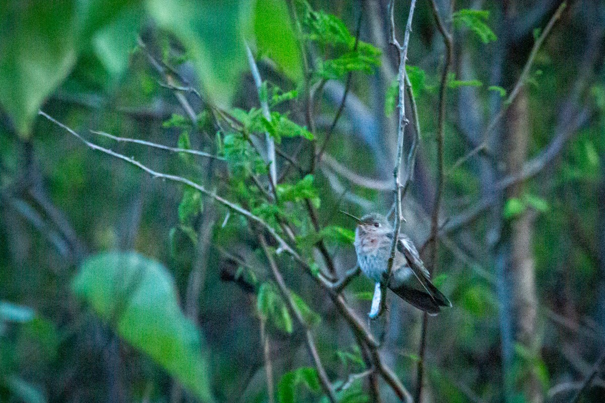 Buffy Hummingbird - ML650794765