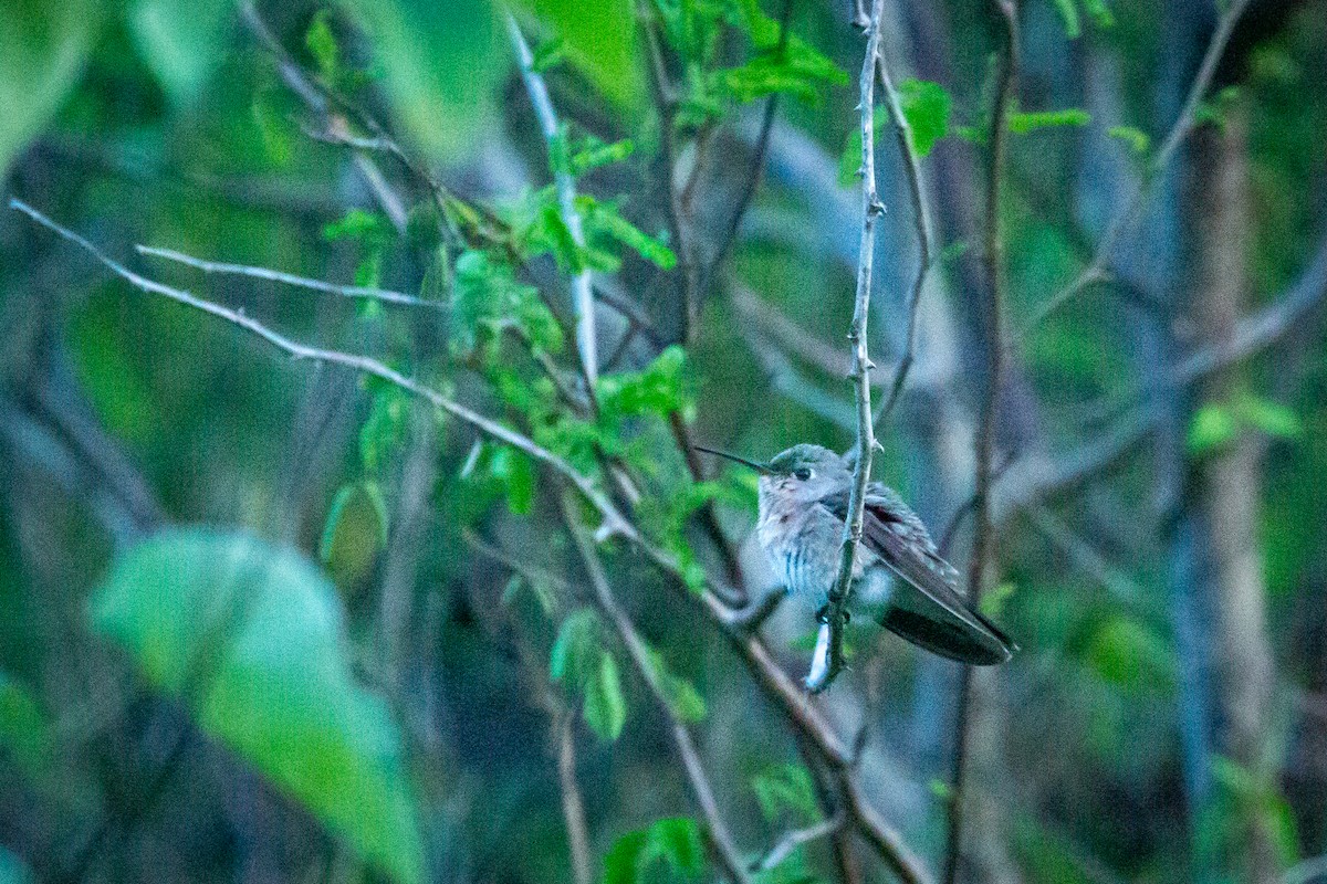 Buffy Hummingbird - ML650794766