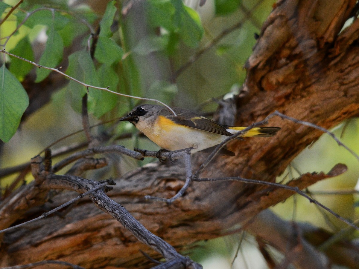 American Redstart - ML650795024