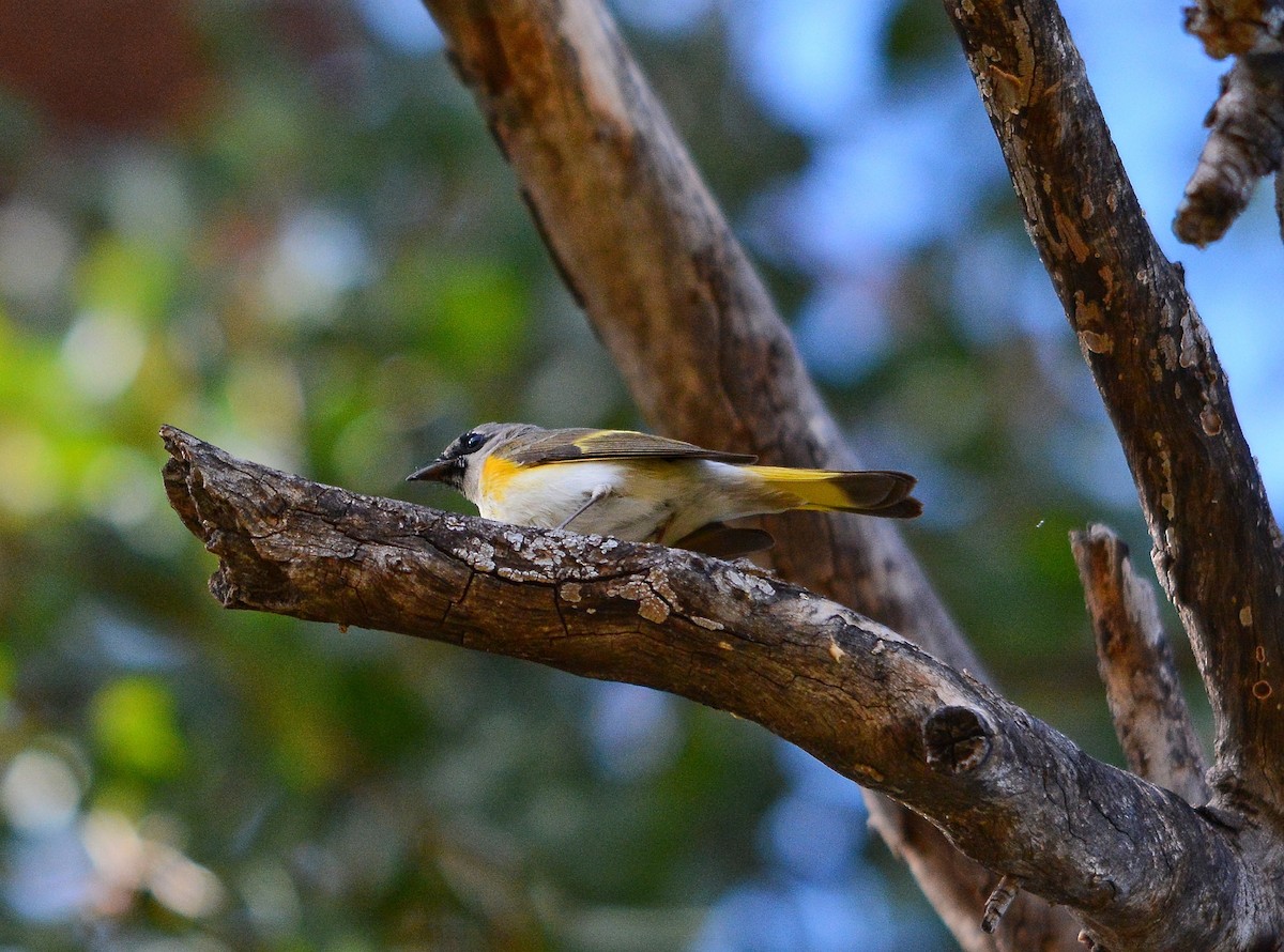 American Redstart - ML650795025