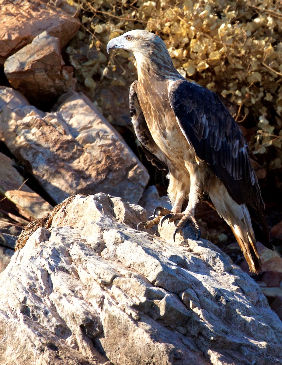 Oriyental Deniz Kartalı - ML650795230