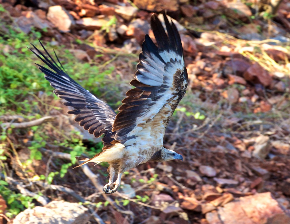 Oriyental Deniz Kartalı - ML650795231