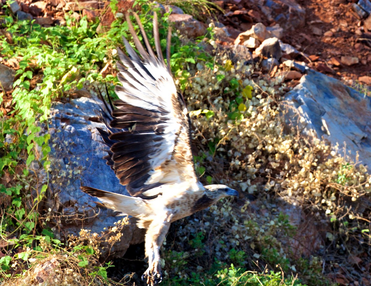 Oriyental Deniz Kartalı - ML650795232