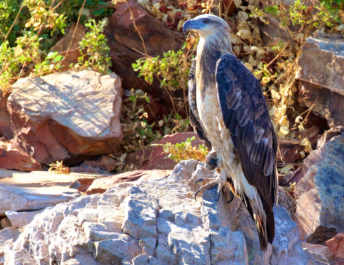 Oriyental Deniz Kartalı - ML650795233