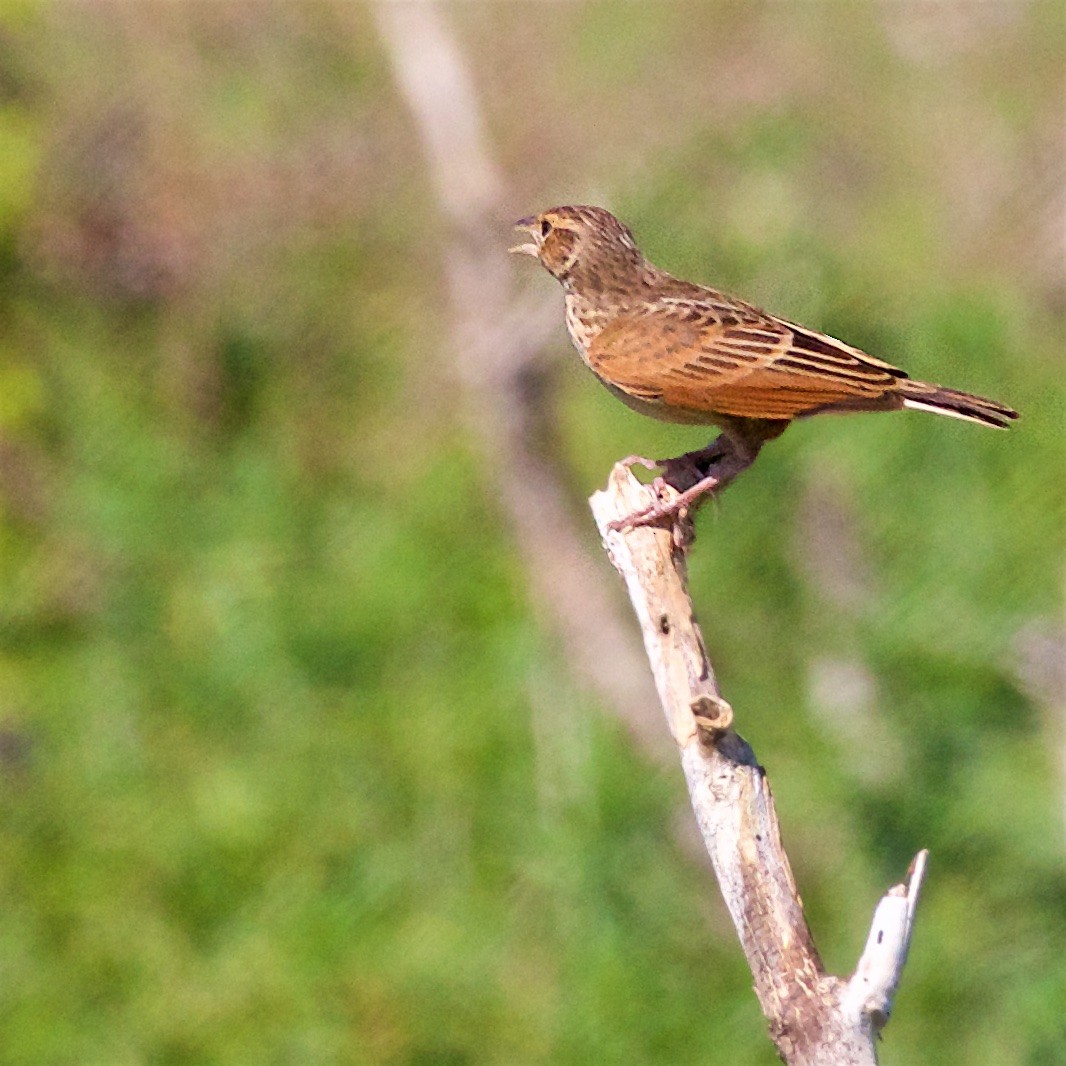 Cava Toygarı [javanica grubu] - ML650795531