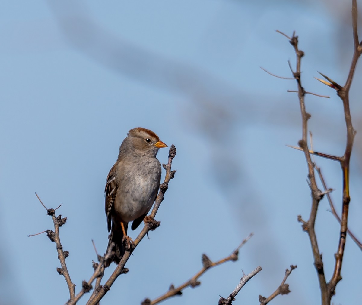 White-crowned Sparrow (Gambel's) - ML650795567