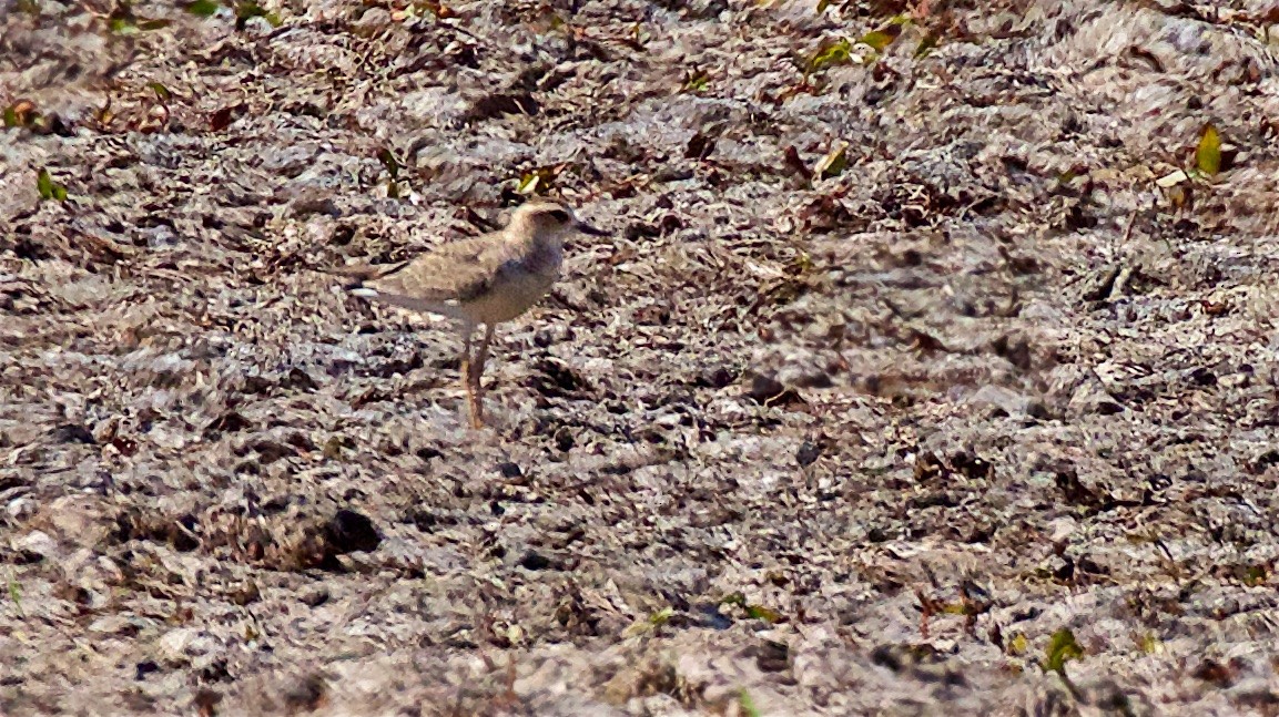 Kınalı Cılıbıt - ML650795641